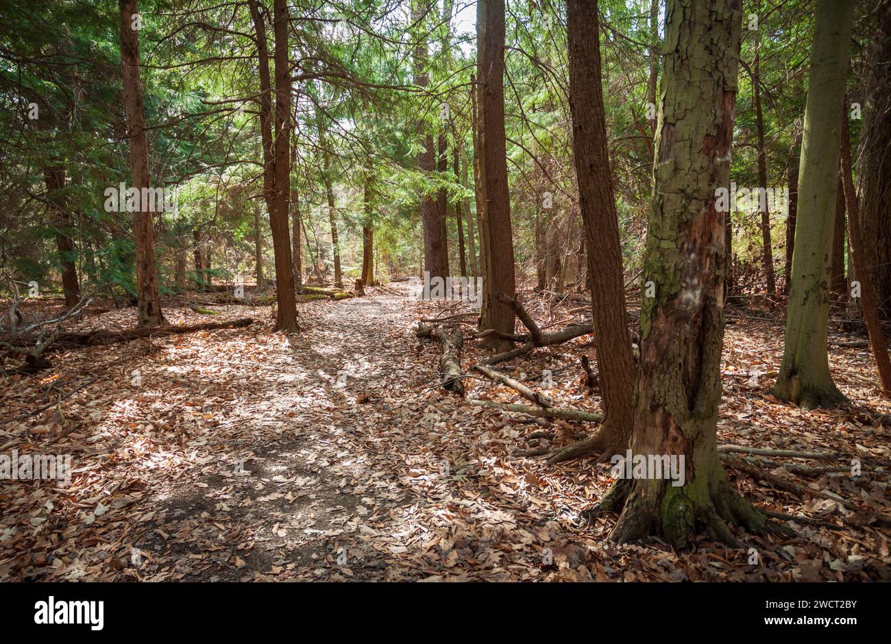 The Forest Floor at Allegheny National Forest in Pennsylvania, USA