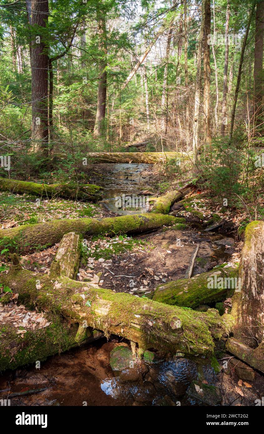 The Forest Floor at Allegheny National Forest in Pennsylvania, USA