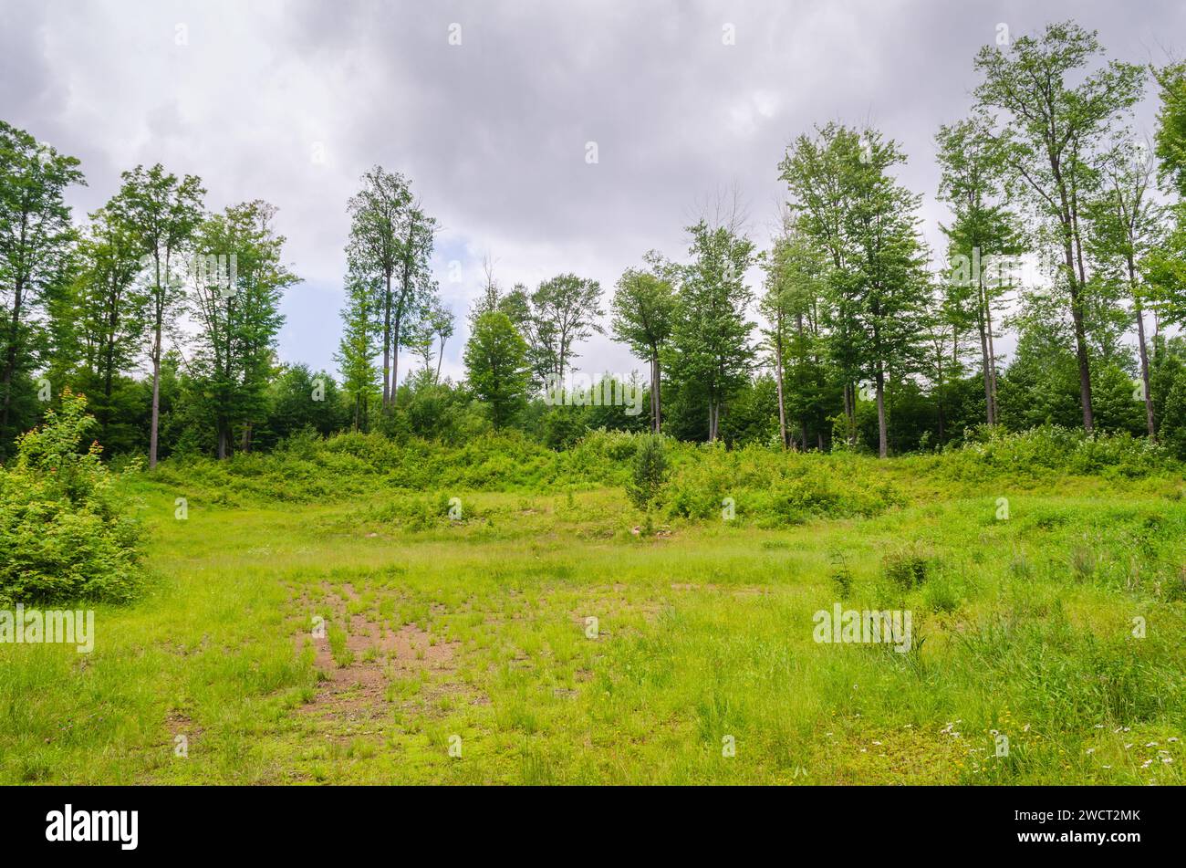 The Forest Floor at Allegheny National Forest in Pennsylvania, USA