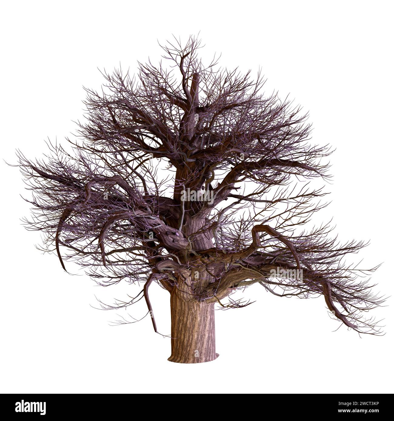 3D rendering of a banyan tree isolated on white background Stock Photo ...