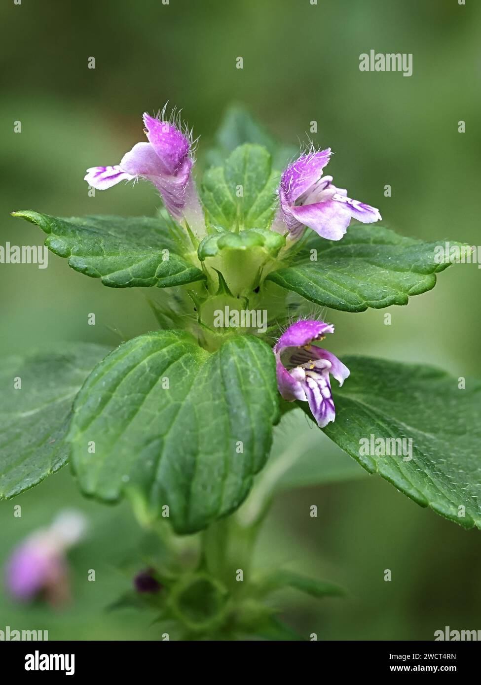 Bifid hemp-nettle, Galeopsis bifida, also known as split-lip hemp-nettle, wild flowering plant from Finland Stock Photo