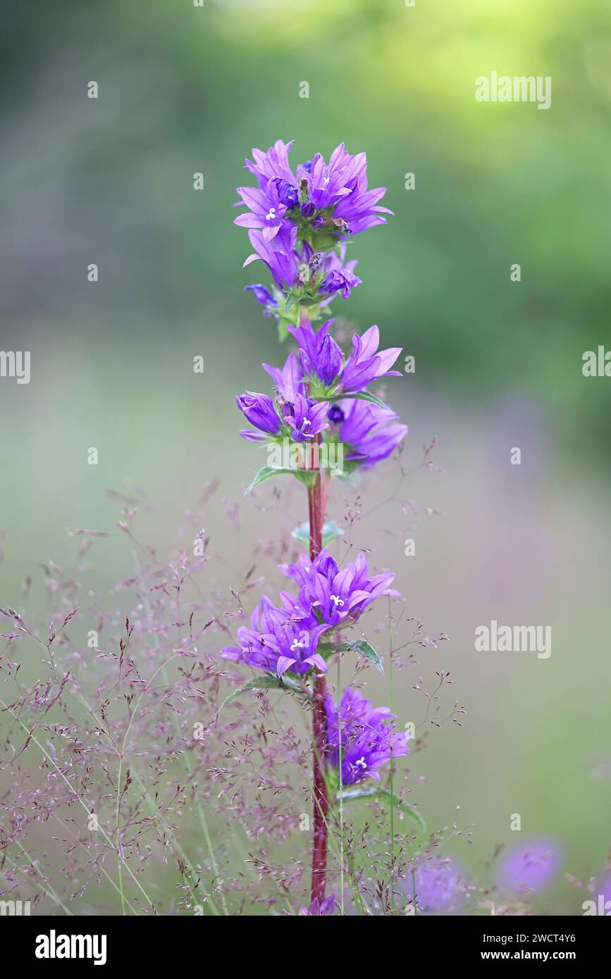 Clustered Bellflower, Campanula glomerata, wild plant from Finland Stock Photo