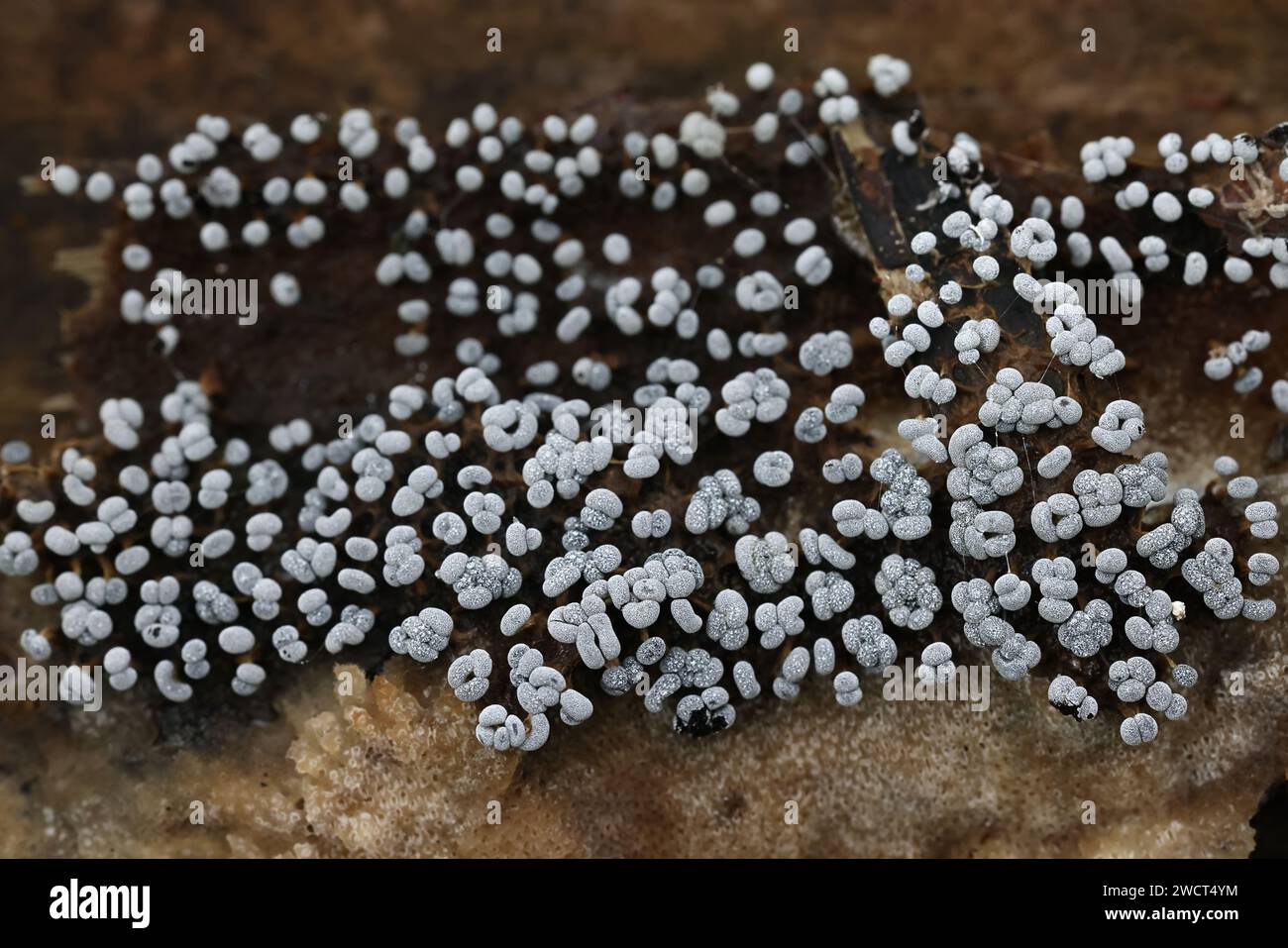 Physarum straminipes, slime mold from Finland, no common English name Stock Photo