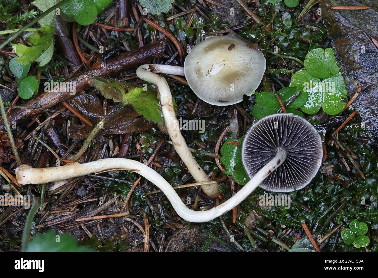 Stropharia semiglobata, commonly known as the dung roundhead, the halfglobe mushroom, or the hemispheric stropharia, wild mushroom from Finland Stock Photo