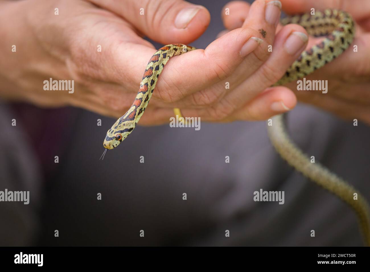 A very young leopard snake (Zamenis situla) in a hand, autumn in Croatia Stock Photo