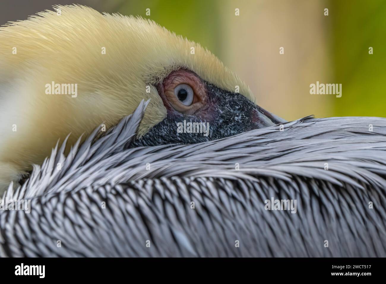 The head of a pelican, showcasing its beautiful white feathers and captivating eyes. Stock Photo