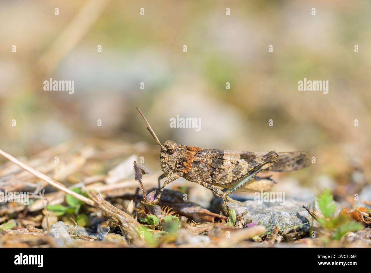 A Blue Winged Grasshopper (Oedipoda caerulescens) sitting on the ground, sunny day in summer, Vienna (Austria) Stock Photo