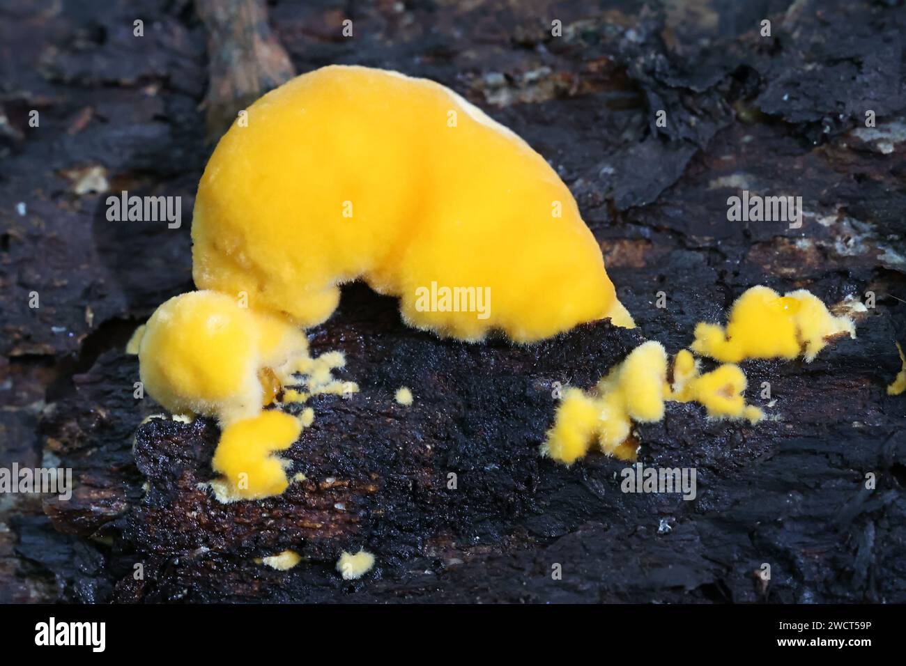 Pycnoporellus fulgens, young bracket fungus growing on birch in Finland
