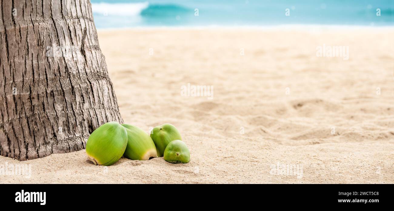 Coconuts on the beach with copy space. Green Coconuts laying on sand