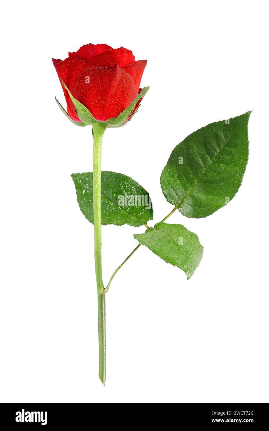 Single red Rose Isolated on White Background Stock Photo - Alamy