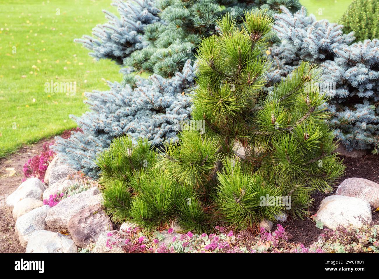 Ornamental plant dwarf cedar pine (Pinus sibirica) in landscaping Stock Photo