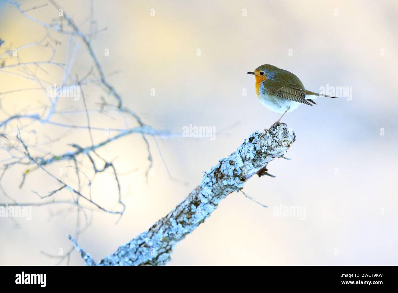 A delicate robin redstart perched on a lichen-covered branch against a soft blurred background in a wintry forest settingl Stock Photo