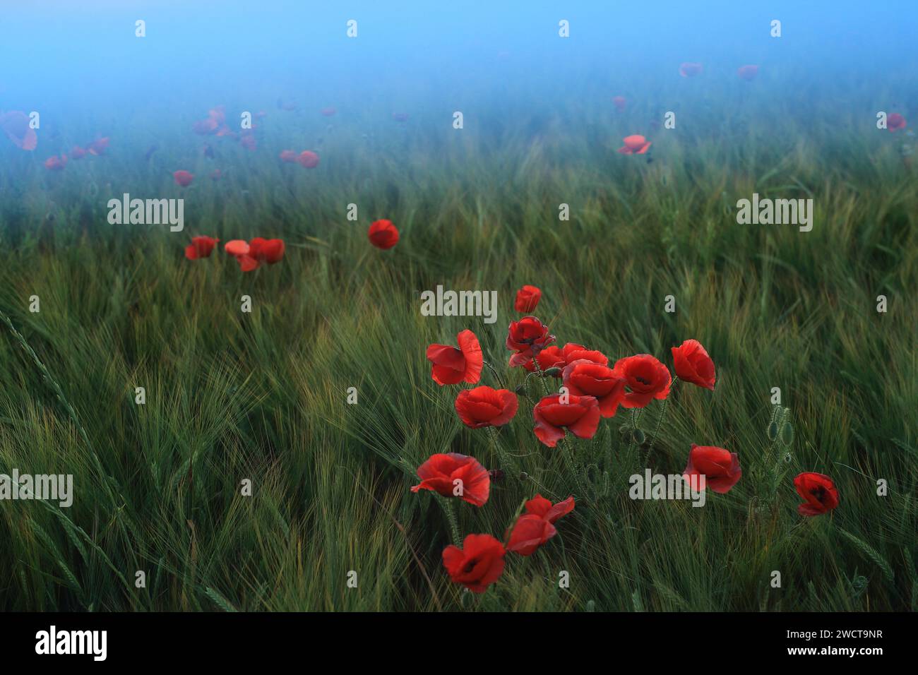 Dreamy enchantment hi-res stock photography and images - Alamy