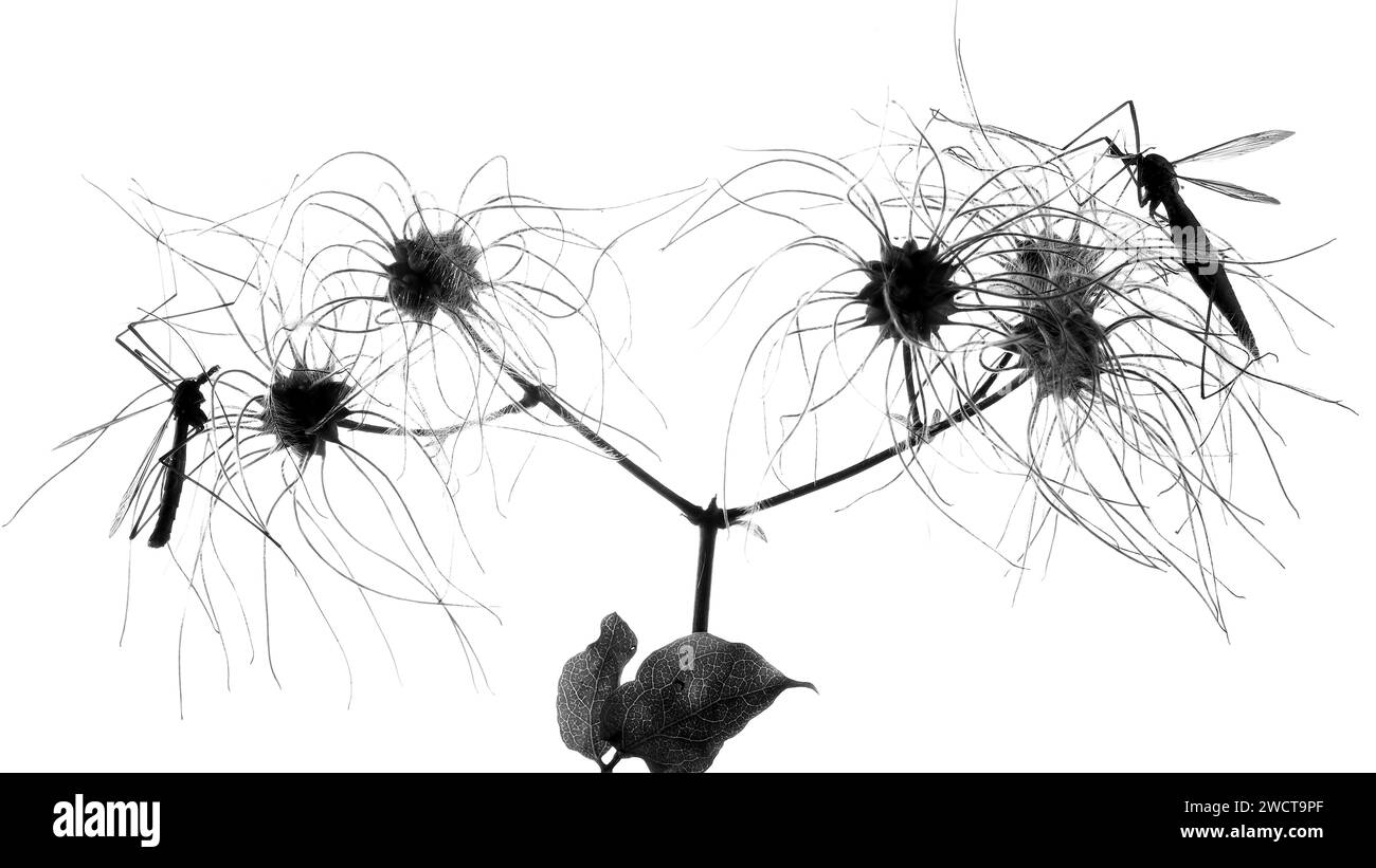 Black and white silhouette of clematis seed heads with resting dragonflies isolated on a white background creating a delicate natural pattern Stock Photo