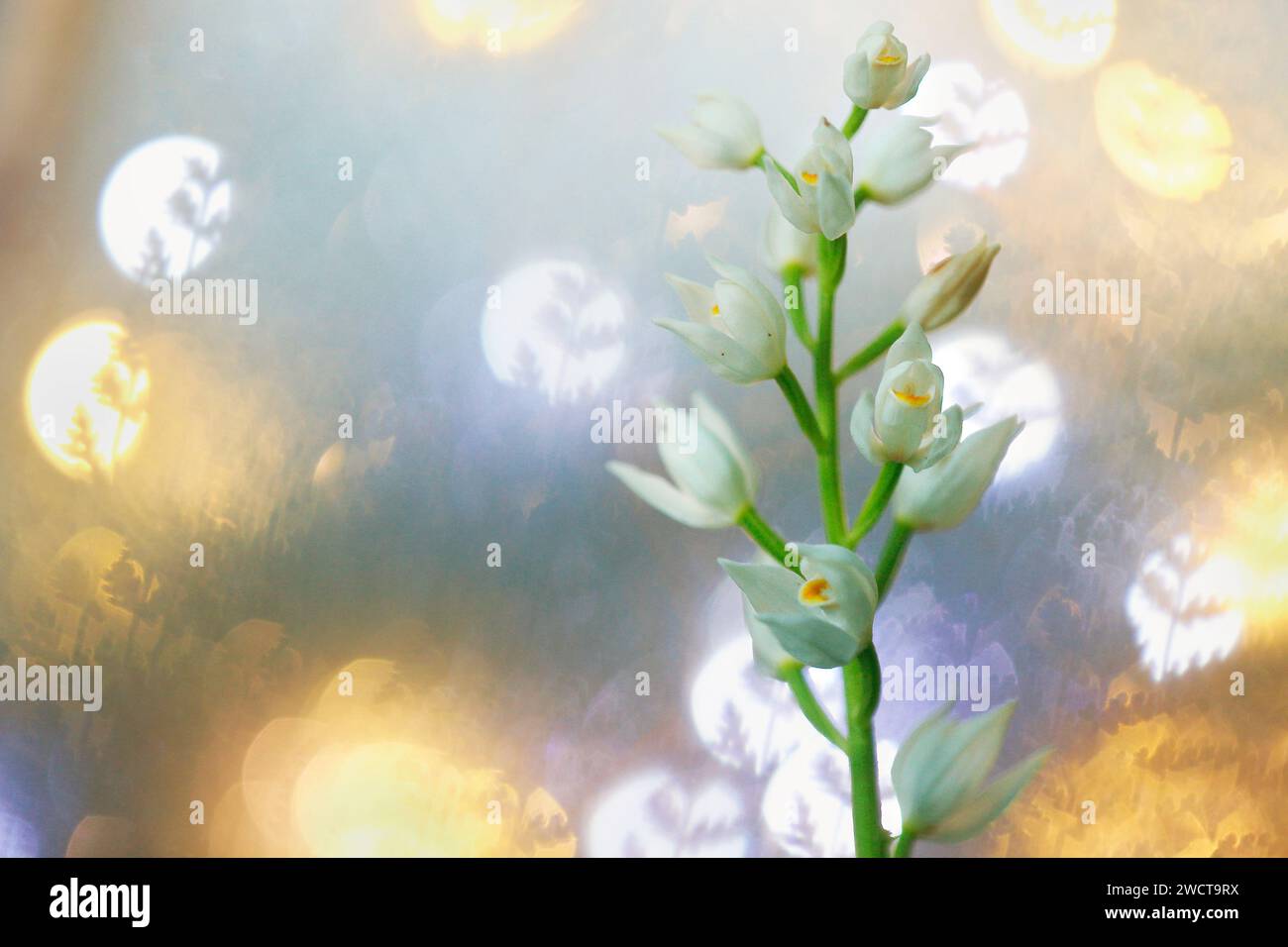 White orchids glowing amidst a magical forest, with ethereal bokeh lights creating a fairy-tale atmosphere Stock Photo
