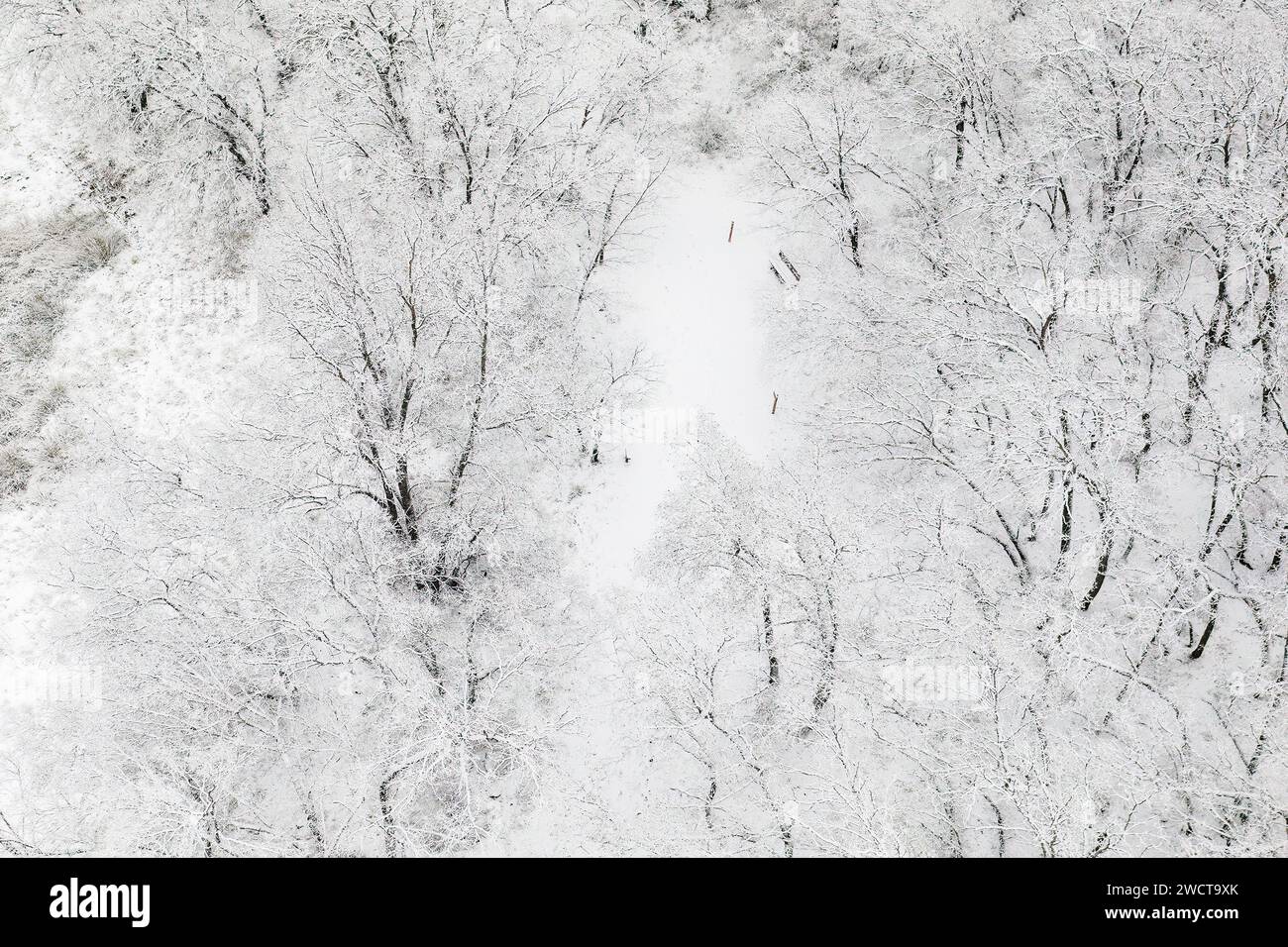 An aerial view of a snowy forest in Guadalajara, Spain, with trees blanketed in white and a clear path winding through. Stock Photo