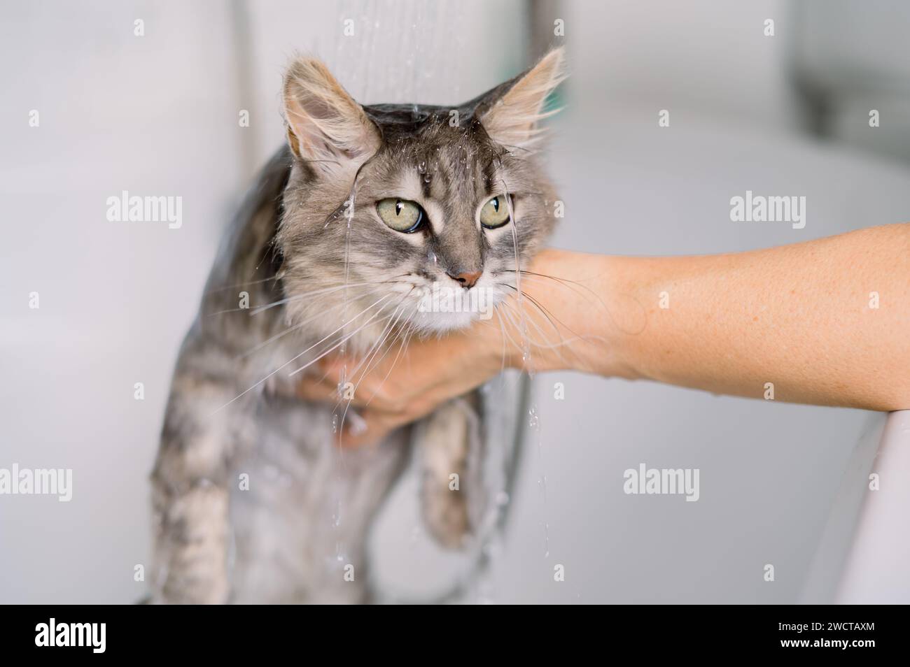 A displeased gray tabby cat getting bathed by a cropped unrecognizable person under a shower with water pouring down its head Stock Photo