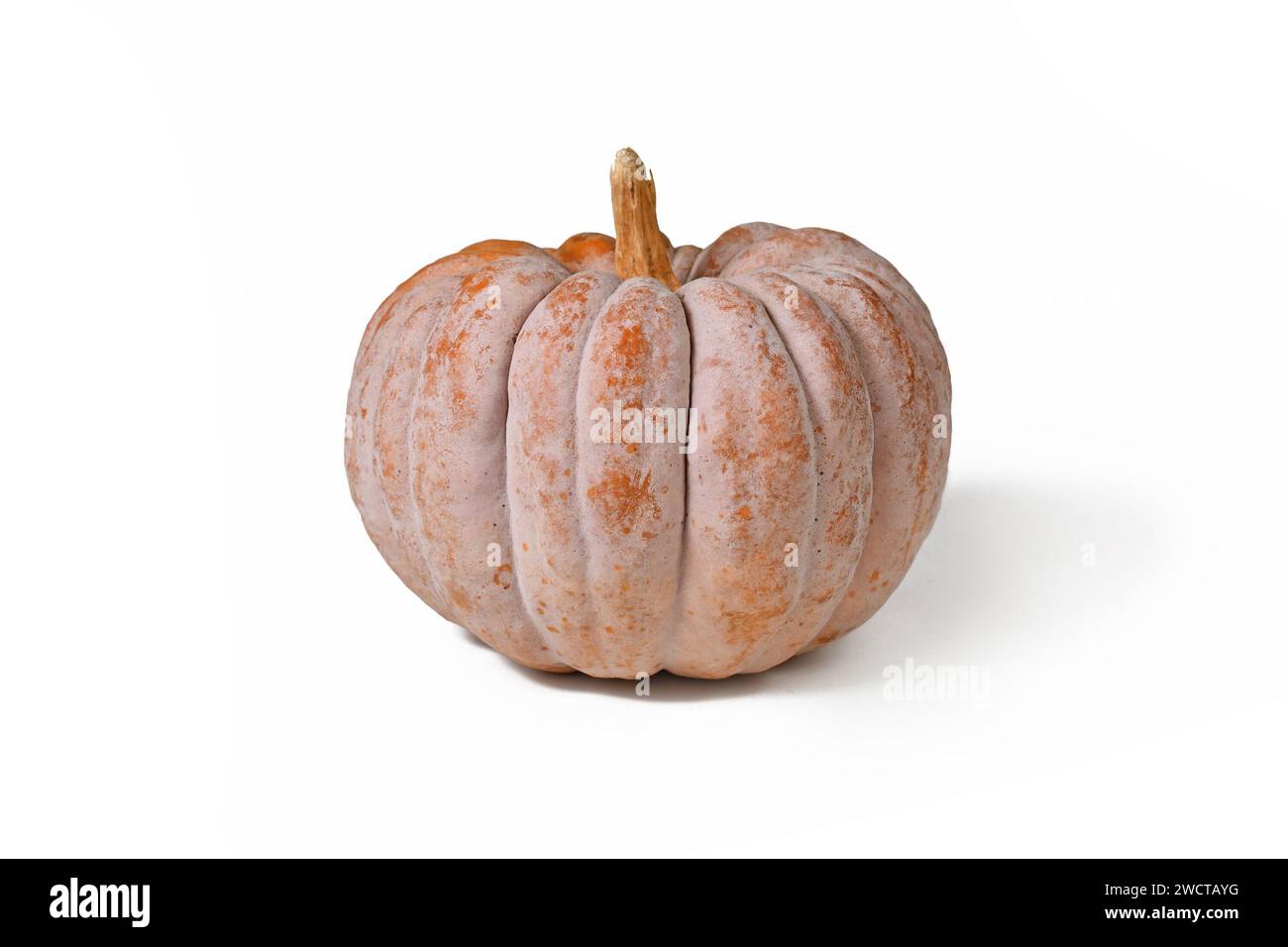 Mature ribbed 'Black Futsu' pumpkin squash with grey and orange skin on white backgroun Stock Photo