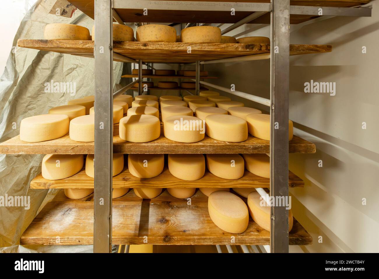 Wheels of cheese age on wooden shelves in a cheese makers curing room