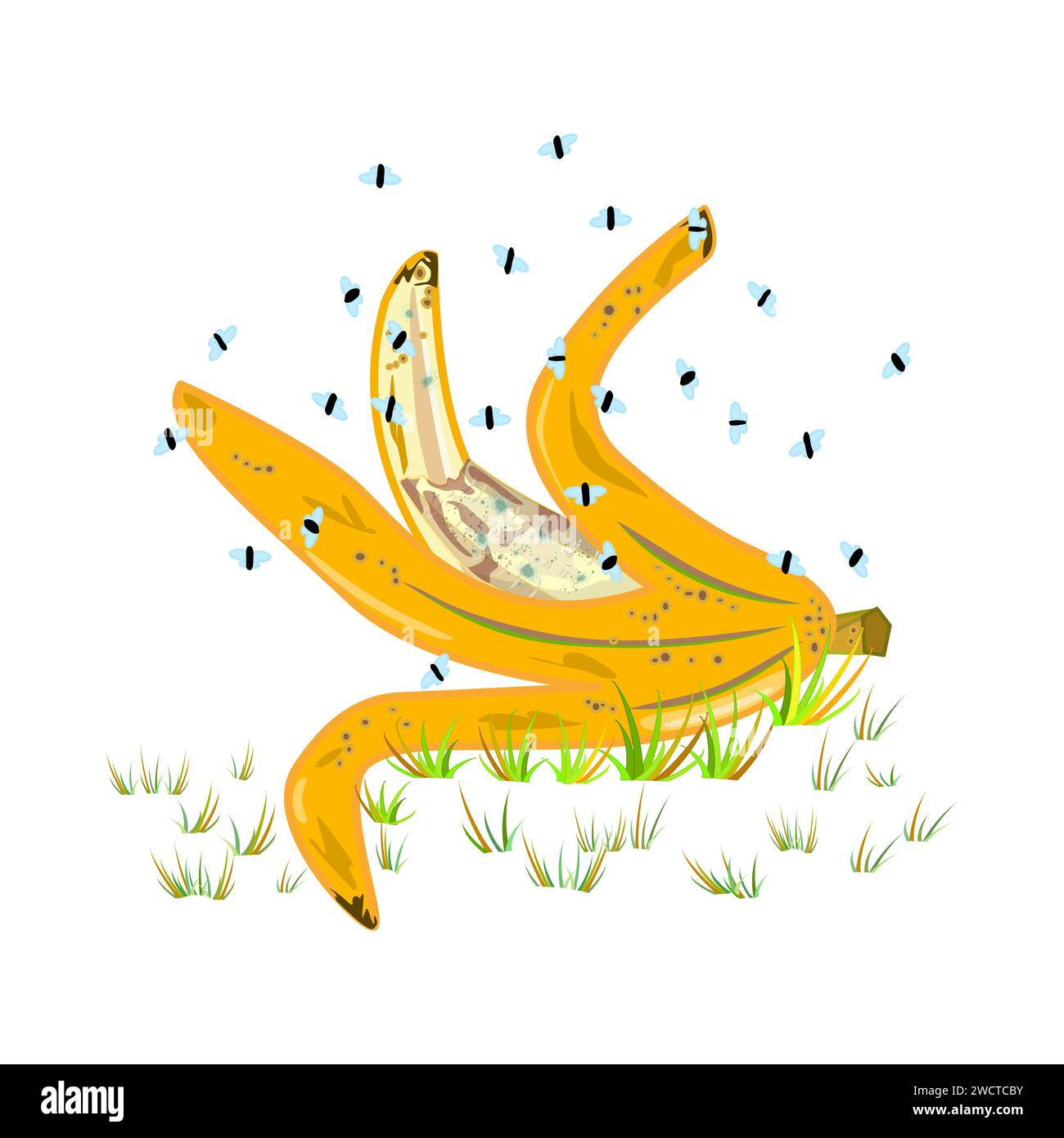 Fruit flies and banana peel. Drosophila melanogaster. Insect swarming