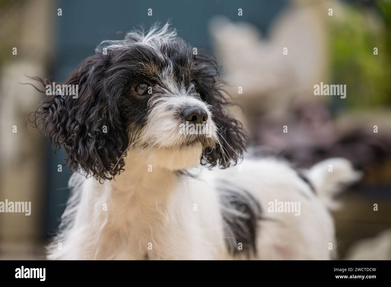 Cavapoo hi-res stock photography and images - Alamy