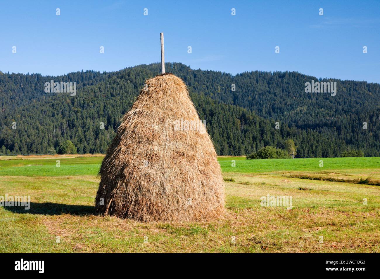 Traditioneller Heuhaufen 'Triste' im Hochmoor Rothenthurm, Kanton Schyz, Schweiz Stock Photo
