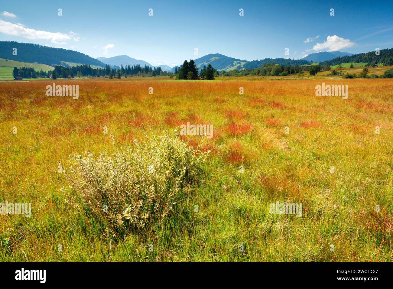 Blick über das Naturschutz Gebiet 'Hochmoor Rothenthurm' im Kanton Schyz, Schweiz Stock Photo