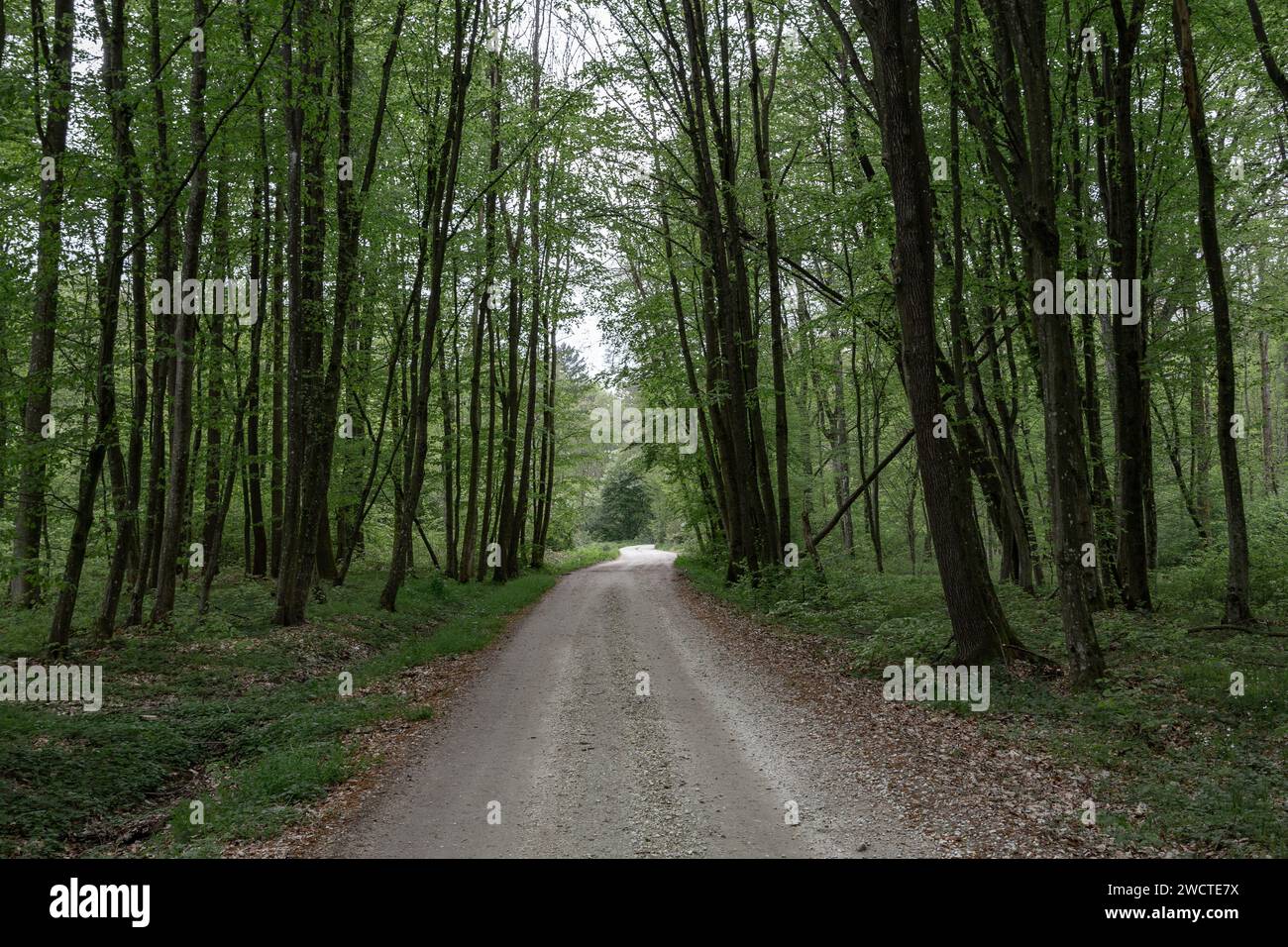 A scenic landscape of a road in the forest with trees on each side of the way. Stock Photo