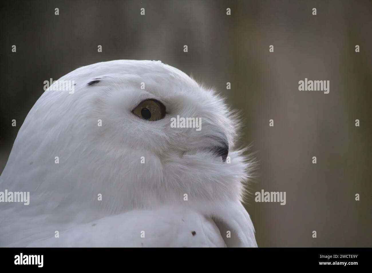 The Snowy Owl (Nyctea scandiaca) (Bubo scandiacus) is a large owl of the typical owl family Strigidae. The Snowy Owl was first classified in 1758 by C Stock Photo