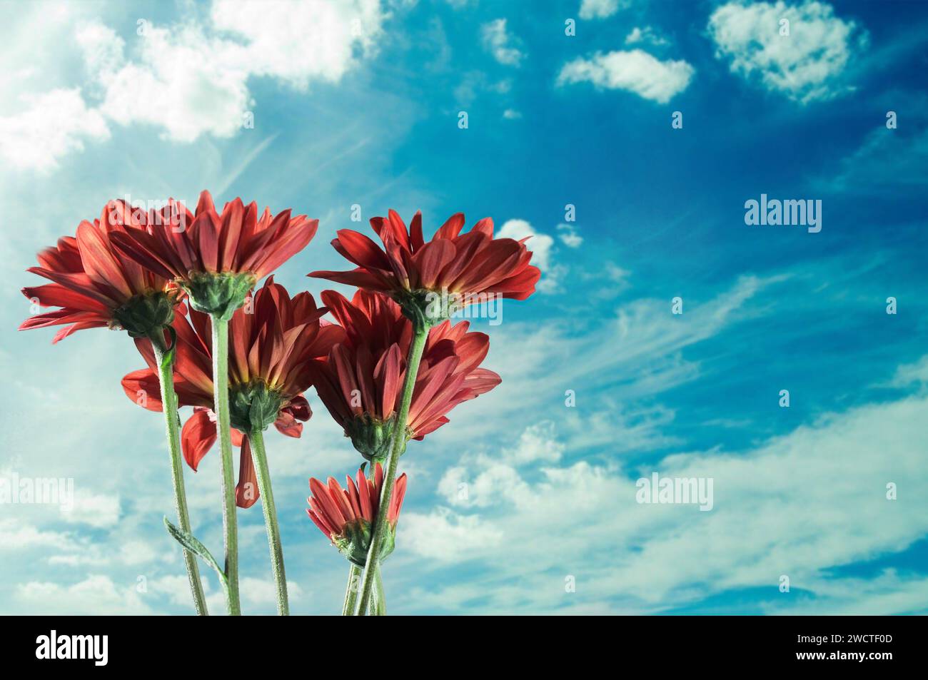 Chrysanthemum koreanum flower with red petals during at daytime Stock Photo