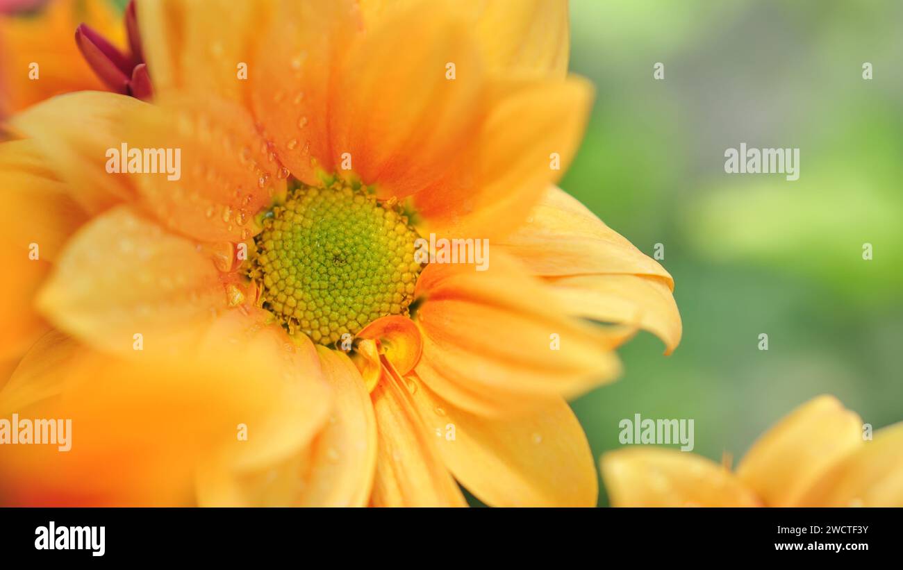 Chrysanthemum lavandulifolium flowers with orange petals in the garden