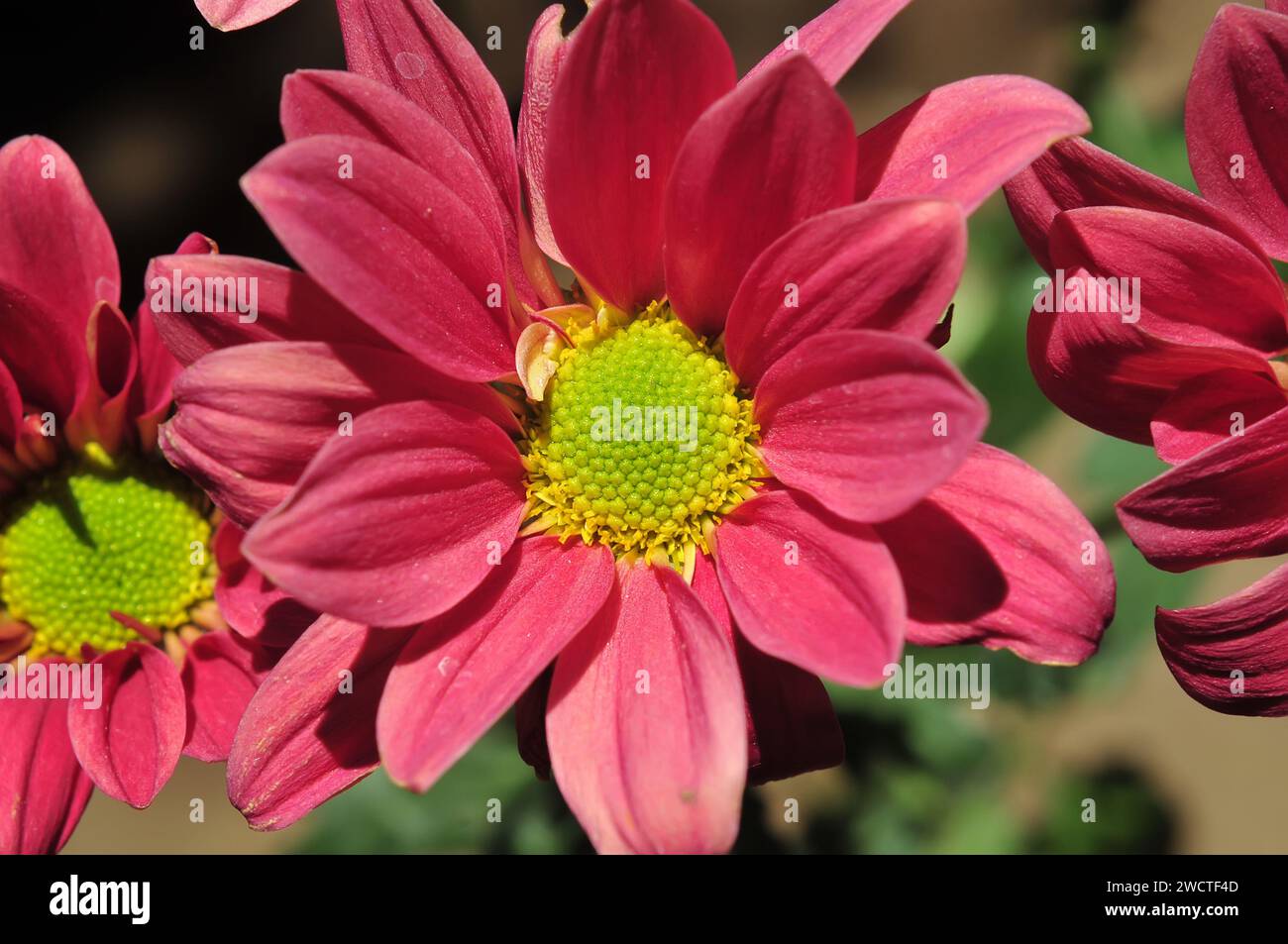 Chrysanthemum koreanum flower with red petals during at daytime Stock Photo