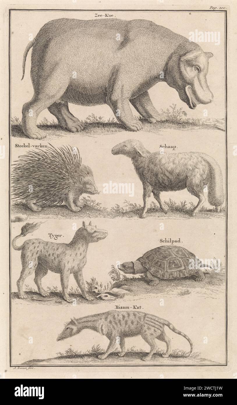 Animals In South Africa, Abraham Zeeman, 1727 Print A Hippo, Porcupine 