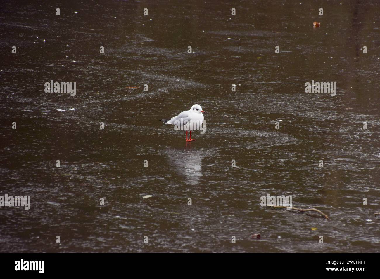 London, UK. 17th January 2024. A gull stands on the frozen lake in St