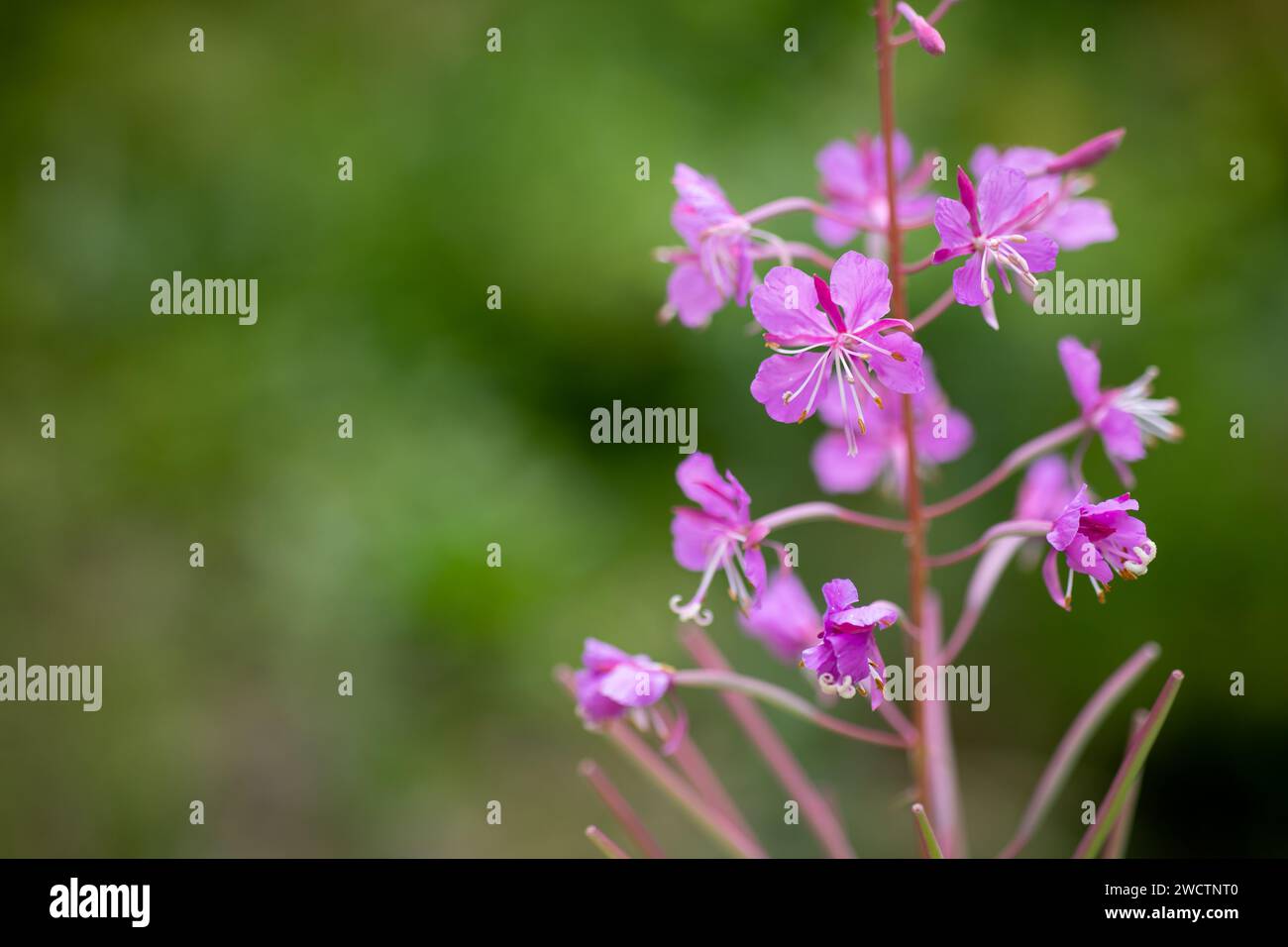 Beautiful forest flowers hi-res stock photography and images - Alamy