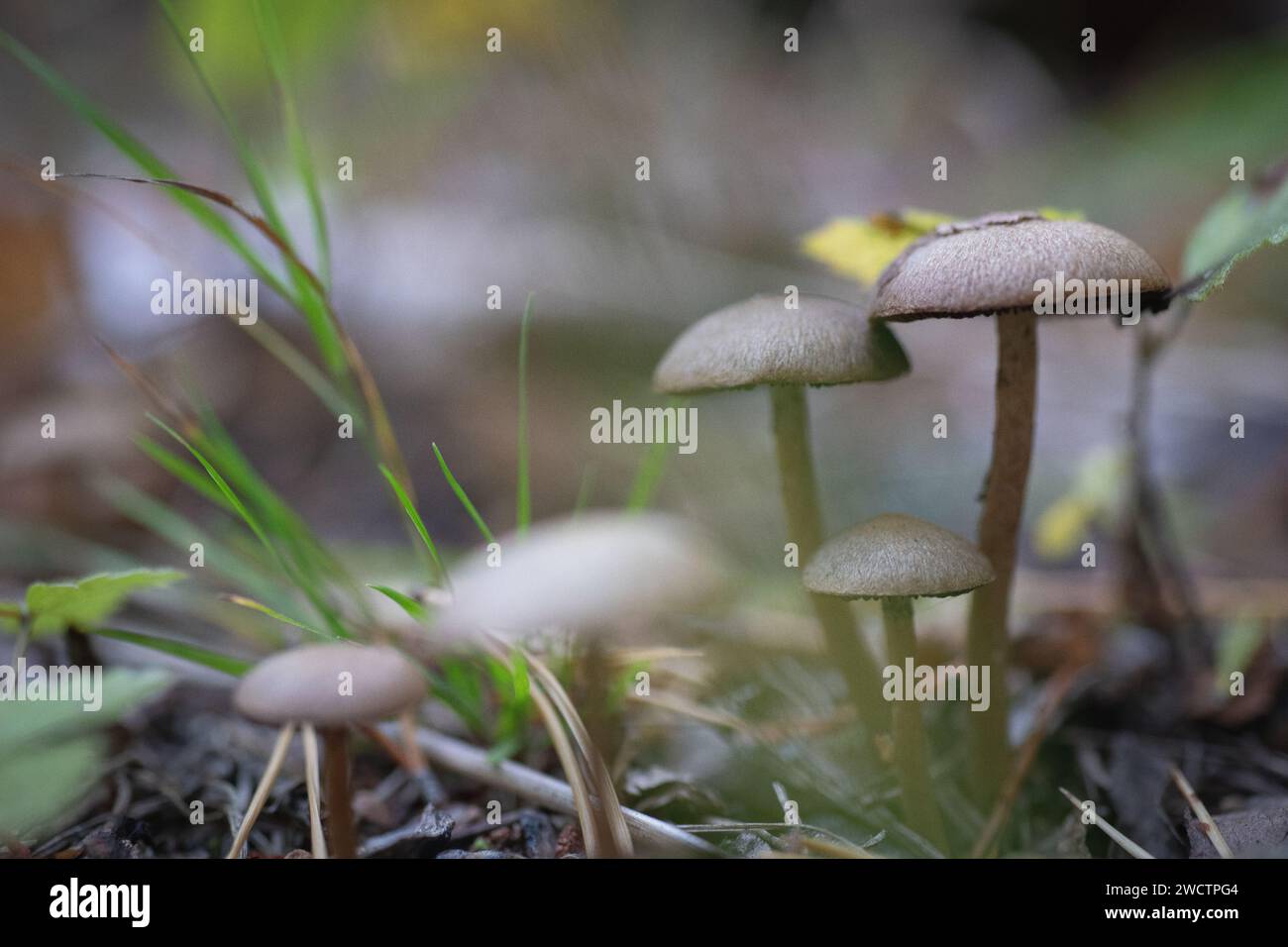 Wild mushrooms growing in a Finnish forest during autumn time. Stock Photo