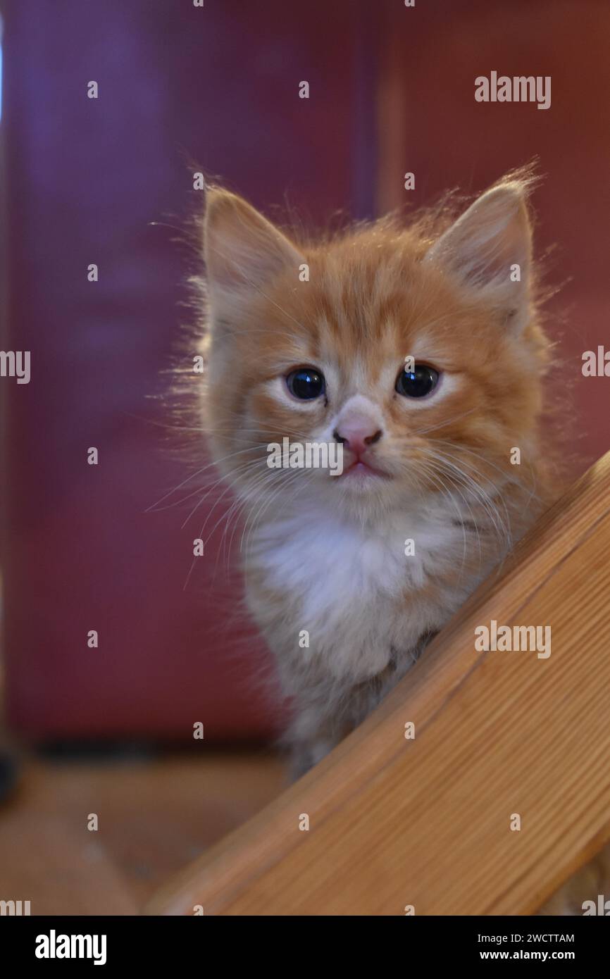 Kitten Staring in the Distance Stock Photo