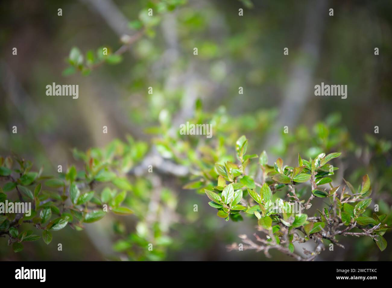 Berries growing in the forest hi-res stock photography and images - Alamy