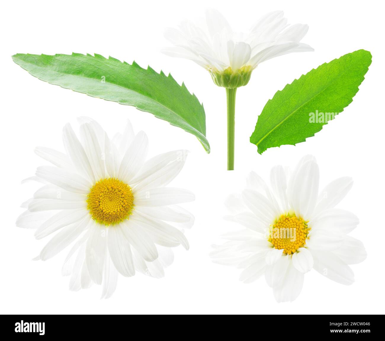 White daisy flowers and leaves isolated on white background Stock Photo