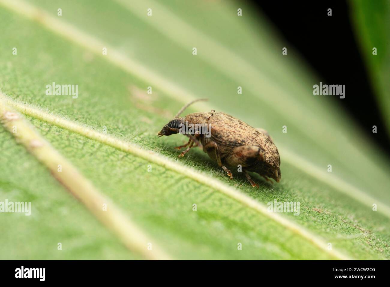 Bean weevil, Callosobruchus maculatus, Satara, Maharashtra, India Stock Photo