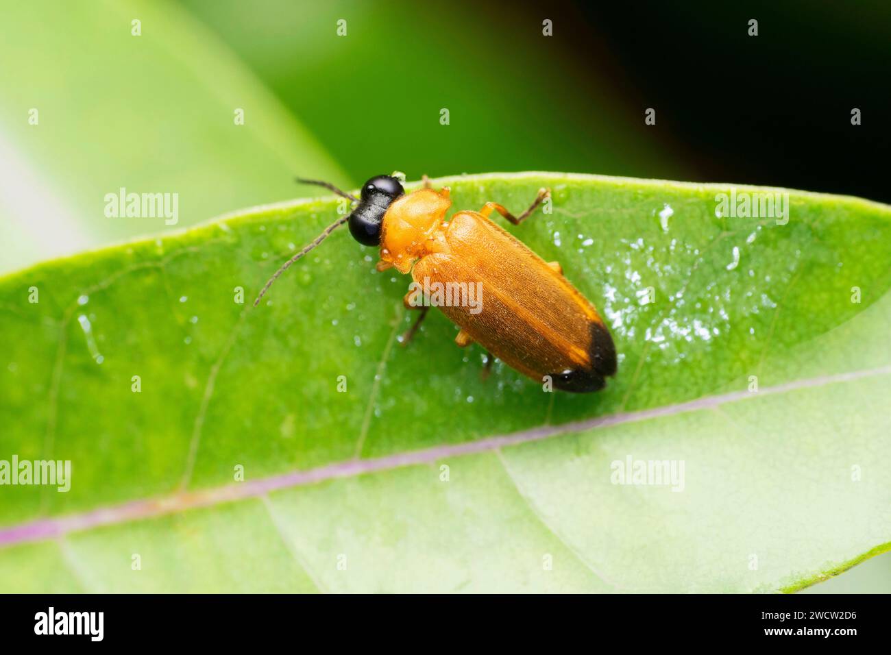 Orange Firefly, Lampyris sp, Satara, Maharashtra, India Stock Photo