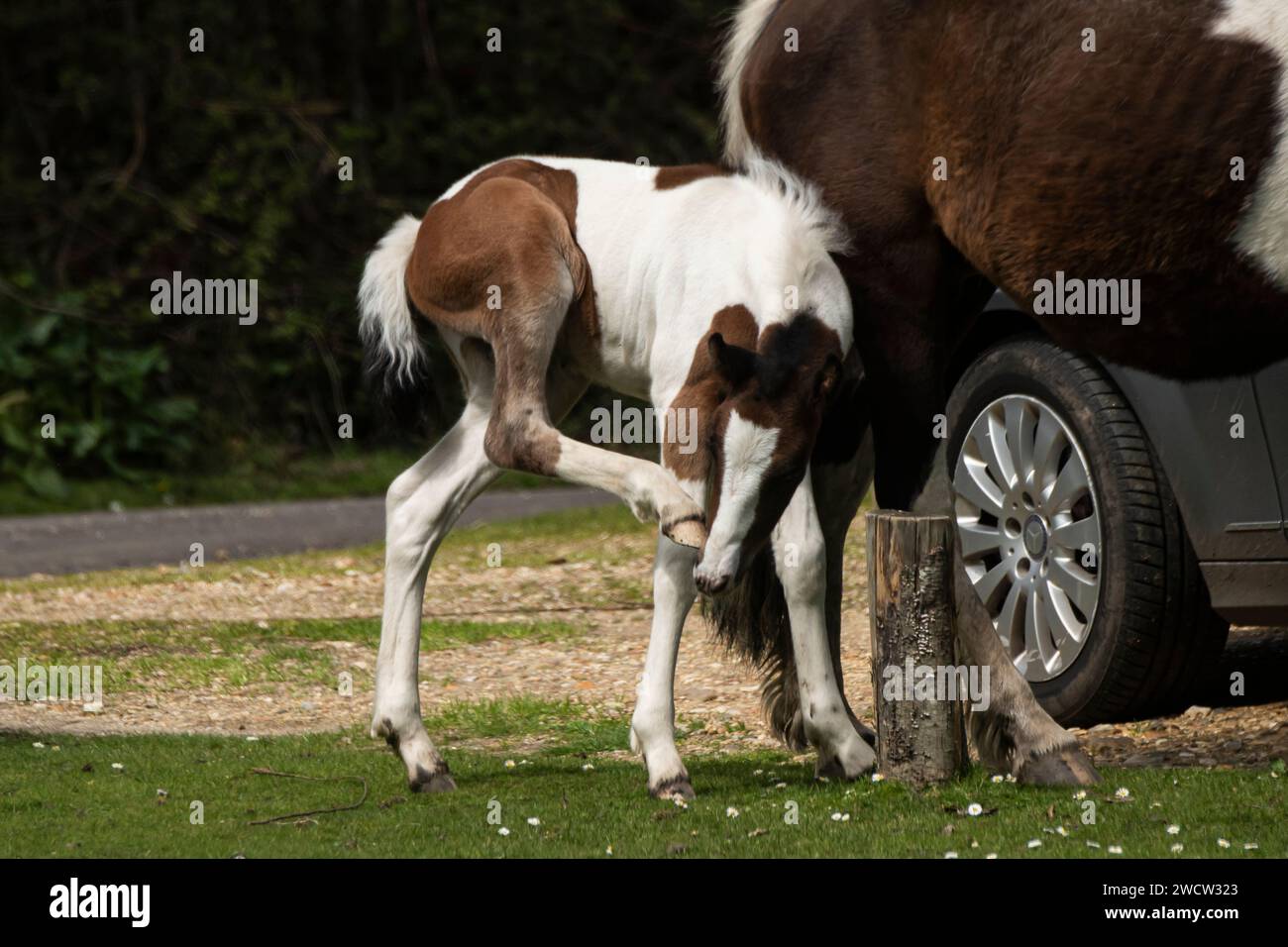 Pilley new forest, New Forest Ponies and pony foal Stock Photo