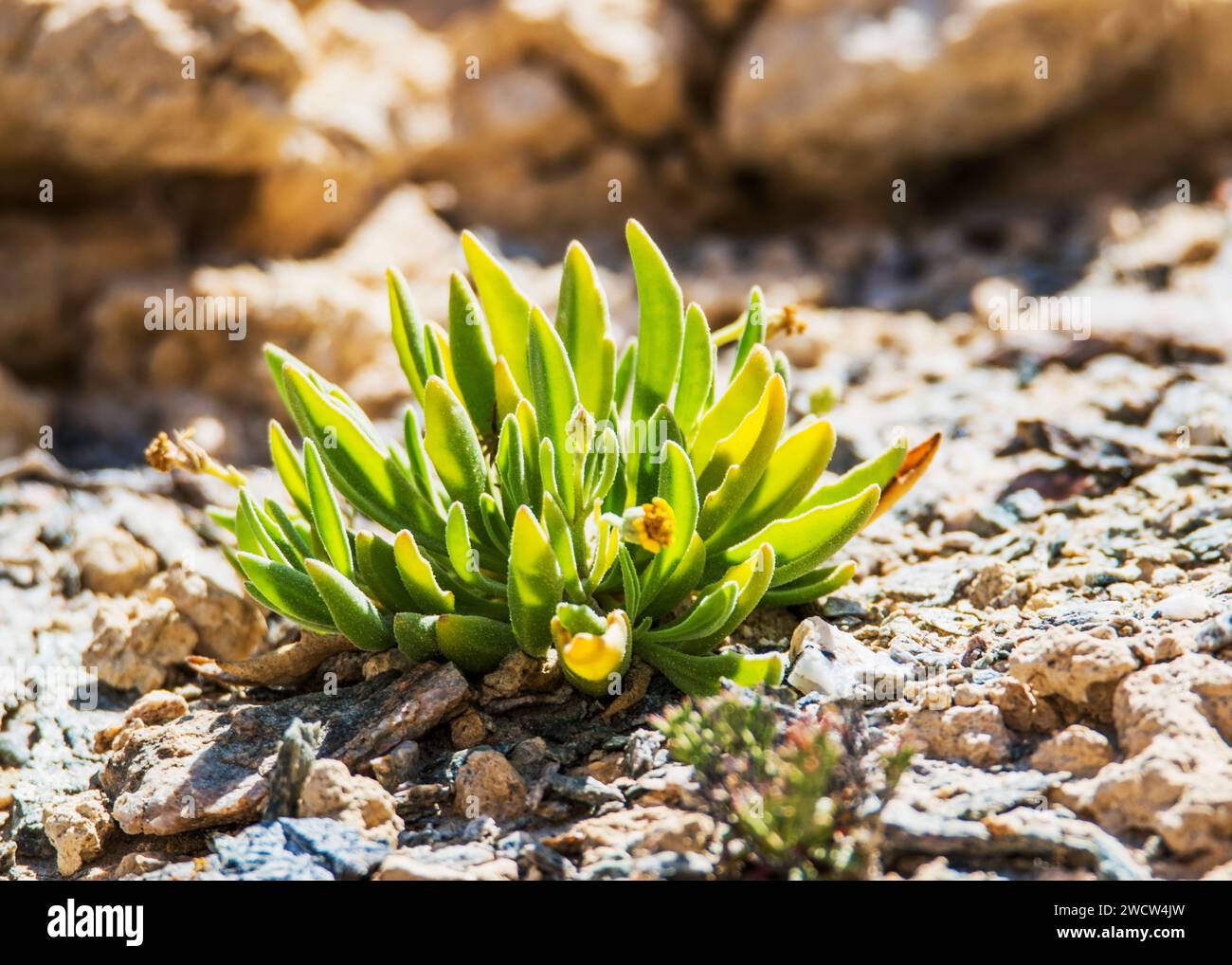 Succulents Lithops Lichen Lüderitz Namibia Desert Plants Stock Photo