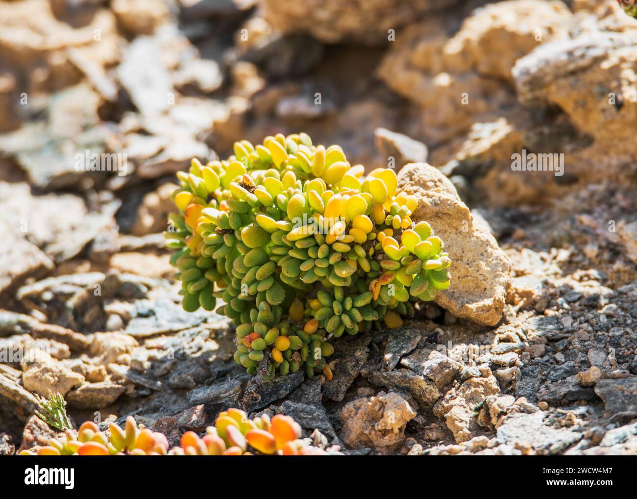 Succulents Lithops Lichen Lüderitz Namibia Desert Plants Stock Photo