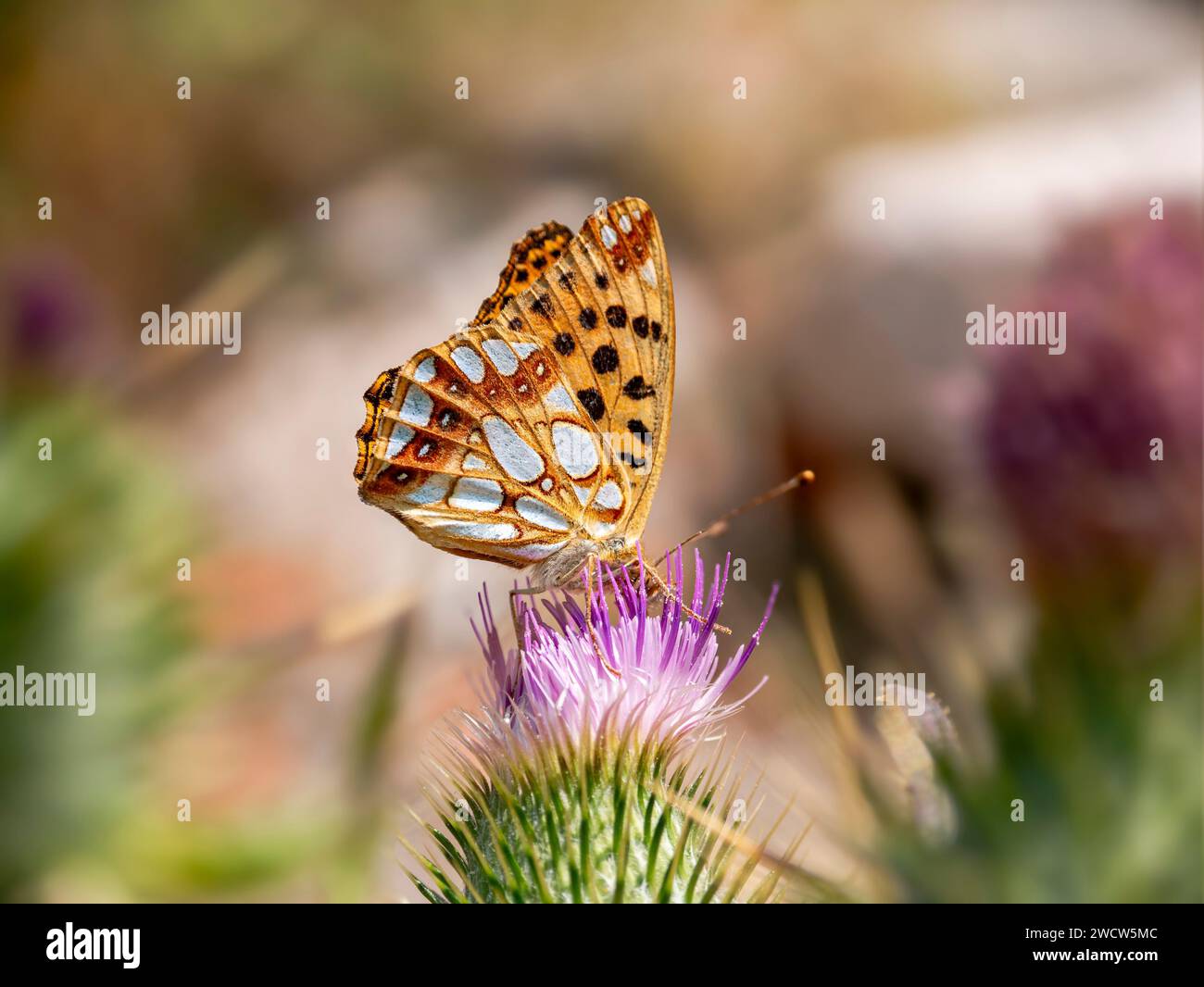 Queen of Spain Fritillary (Issoria lathonia) butterfly, on thistle Stock Photo
