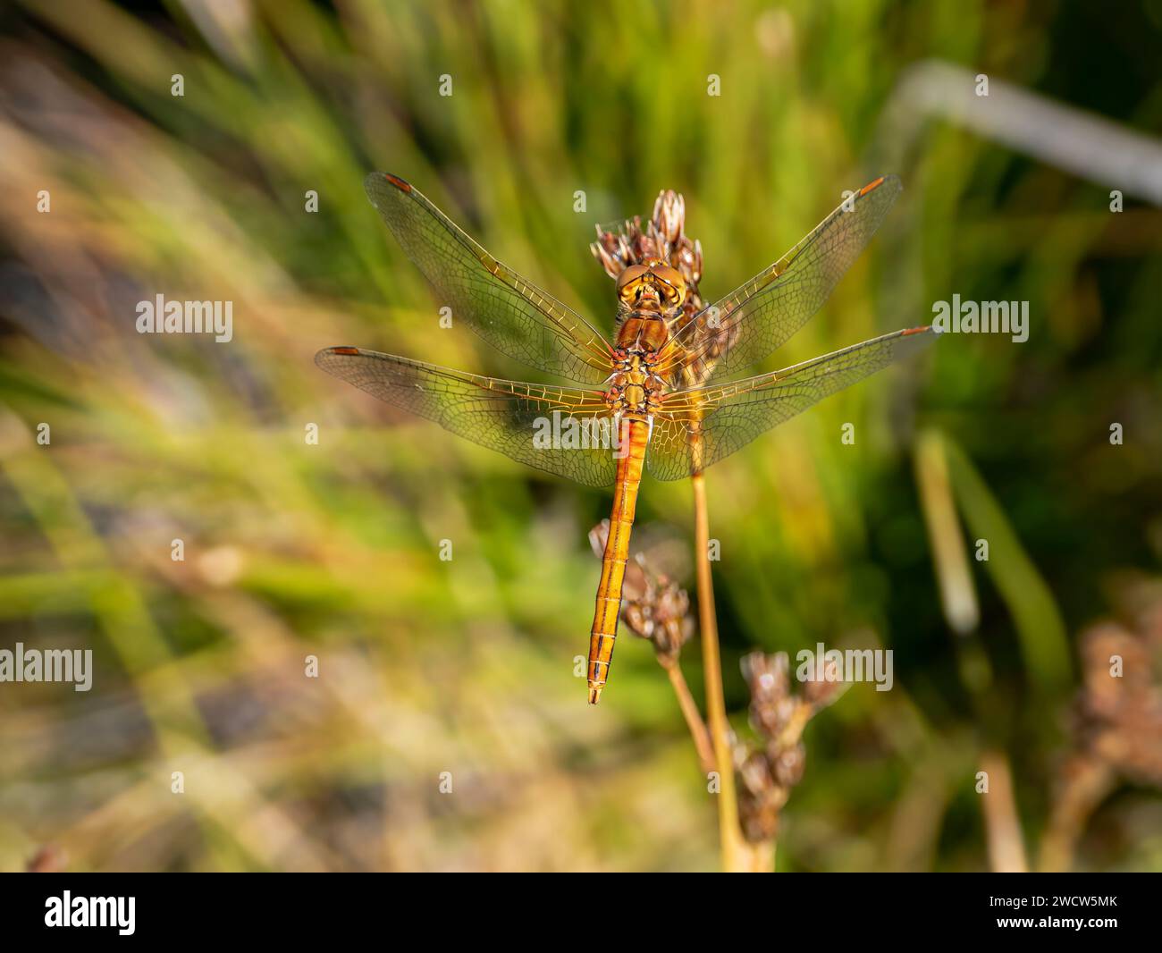 Sympetrum flaveolum hi-res stock photography and images - Alamy