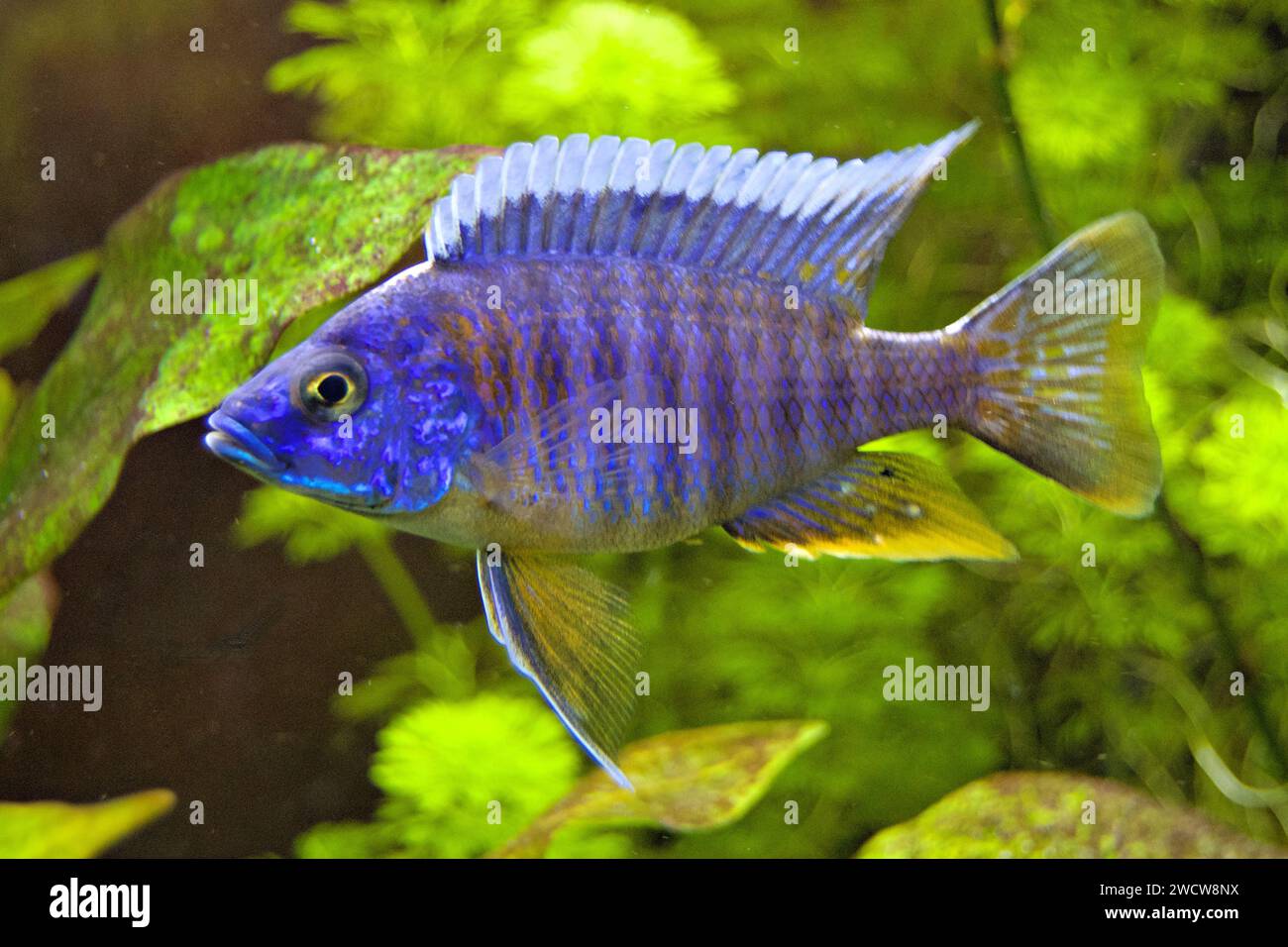 Aulonocara hansbaenschi 'Red Flush' are among the mouth breeders Stock Photo