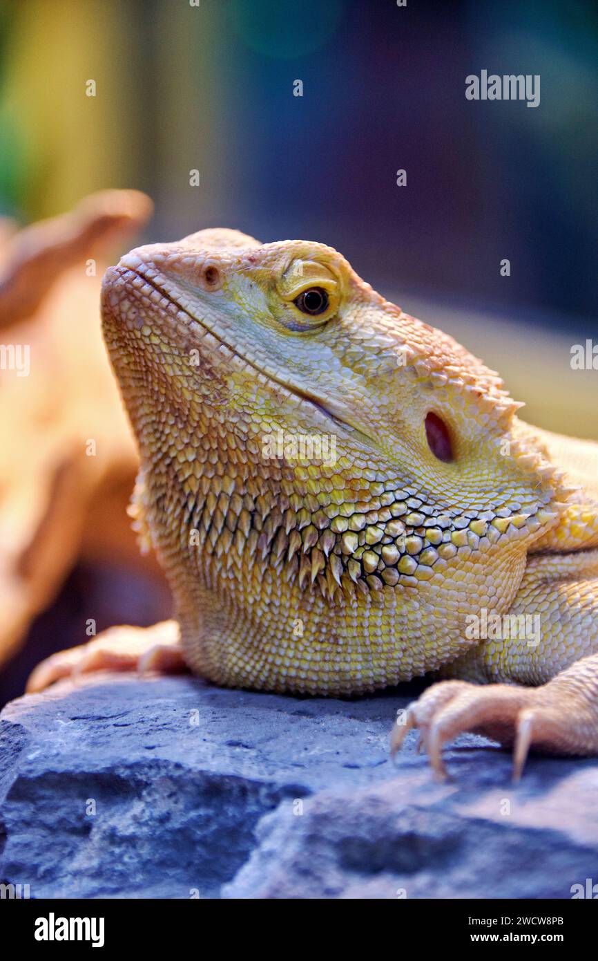 Bearded dragon eye hi-res stock photography and images - Alamy