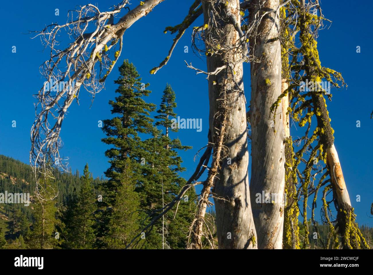 Snag, Lakes Basin Recreation Area, Plumas National Forest, California