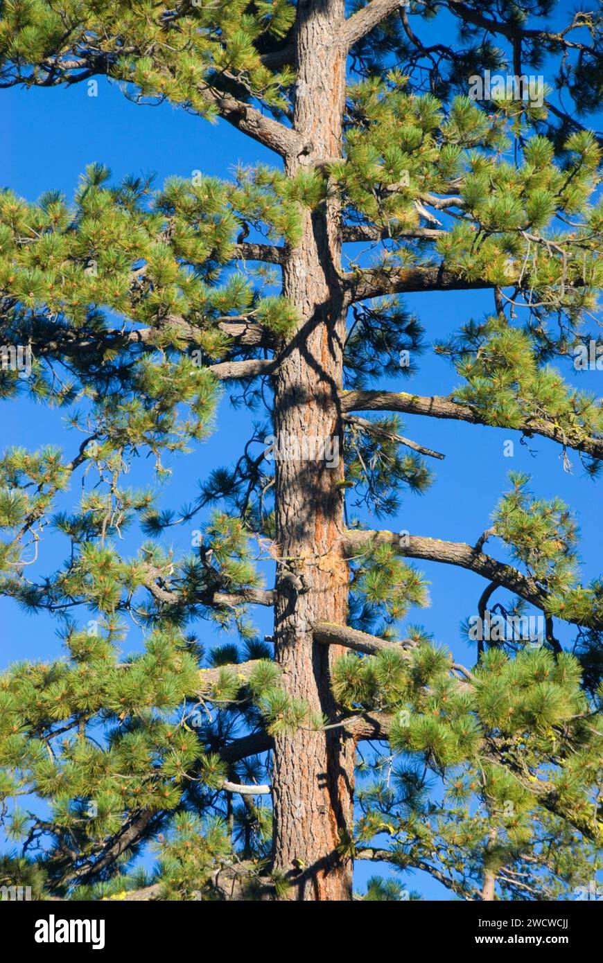 Jeffrey pine (Pinus jeffreyi), Lakes Basin Recreation Area, Plumas